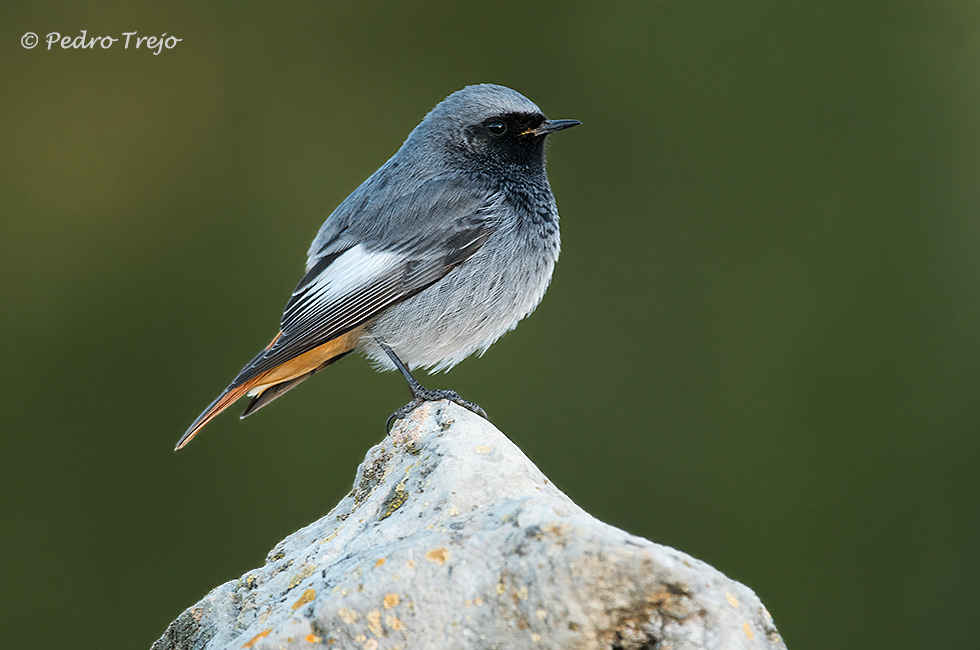 Colirrojo tizón (Phoenicurus ochruros)